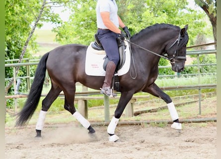 PRE Mix, Hengst, 6 Jahre, 165 cm, Rappe