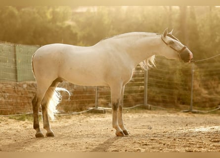 PRE Mix, Hengst, 6 Jahre, 165 cm, Schimmel