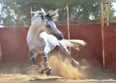 PRE, Hengst, 6 Jahre, 165 cm, Schimmel