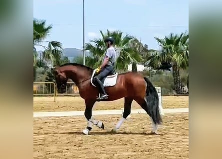 PRE, Hengst, 6 Jahre, 166 cm, Brauner