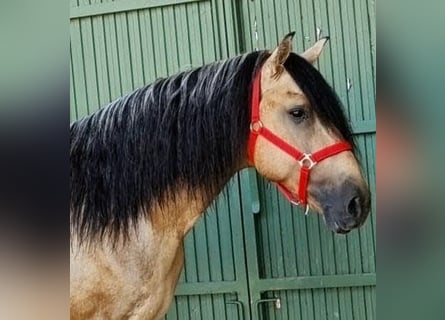 PRE Mix, Hengst, 6 Jahre, 167 cm, Buckskin