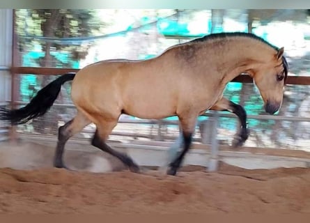 PRE Mix, Hengst, 6 Jahre, 167 cm, Buckskin