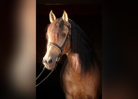 PRE, Hengst, 6 Jahre, 167 cm, Buckskin