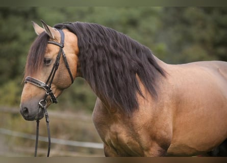 PRE Mix, Hengst, 6 Jahre, 167 cm, Buckskin