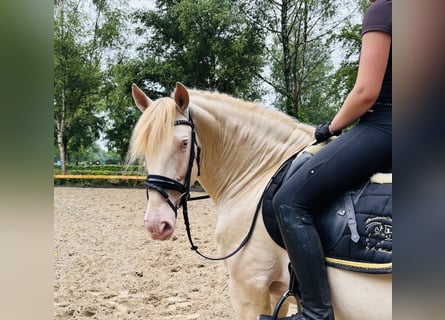 PRE, Hengst, 6 Jahre, 167 cm, Pearl
