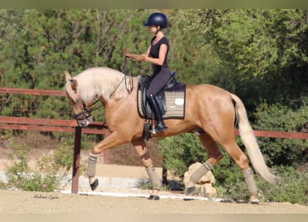 PRE, Hengst, 6 Jahre, 168 cm, Palomino