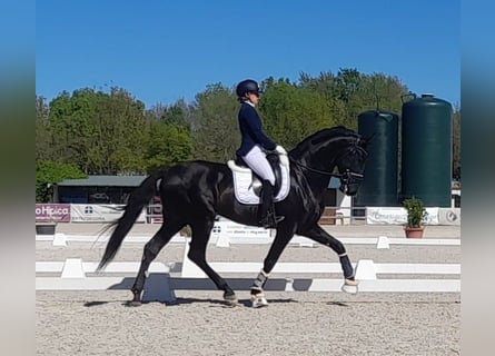 PRE Mix, Hengst, 6 Jahre, 170 cm, Rappe