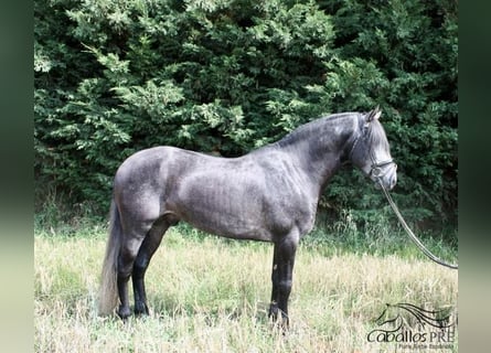 PRE, Hengst, 6 Jahre, 170 cm, Schimmel