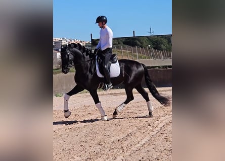 PRE Mix, Hengst, 6 Jahre, 172 cm, Rappe