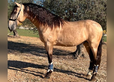 PRE Mix, Hengst, 6 Jahre, 173 cm, Buckskin