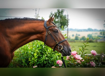 PRE, Hengst, 6 Jahre, 173 cm, Hellbrauner