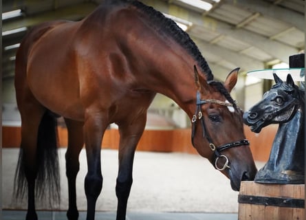 PRE, Hengst, 6 Jahre, 173 cm, Hellbrauner