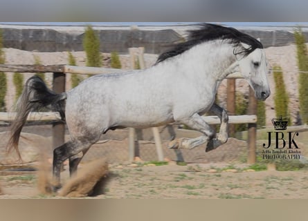 PRE Mix, Hengst, 7 Jaar, 158 cm, Schimmel