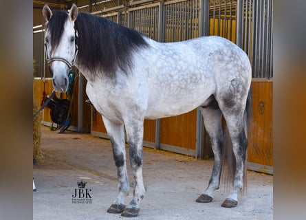 PRE, Hengst, 7 Jaar, 158 cm, Schimmel