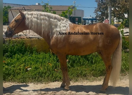 PRE Mix, Hengst, 7 Jaar, 159 cm, Palomino