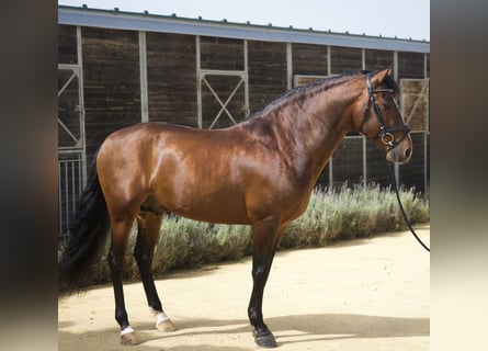 PRE, Hengst, 7 Jaar, 160 cm