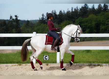 PRE Mix, Hengst, 7 Jaar, 160 cm, Schimmel