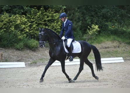 PRE Mix, Hengst, 7 Jahre, 161 cm, Rappe