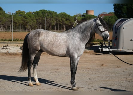 PRE, Hengst, 7 Jaar, 162 cm, Appelschimmel