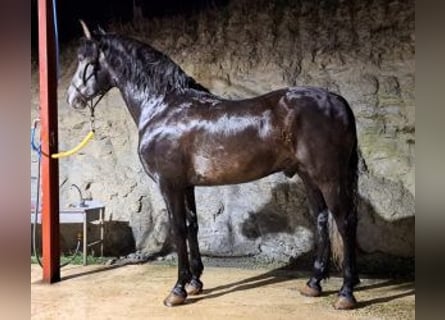 PRE Mix, Hengst, 7 Jaar, 163 cm, Schimmel