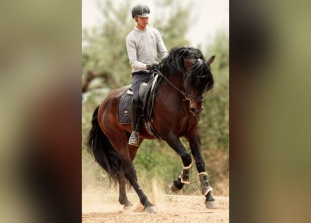 PRE Mix, Hengst, 7 Jaar, 164 cm, Donkerbruin