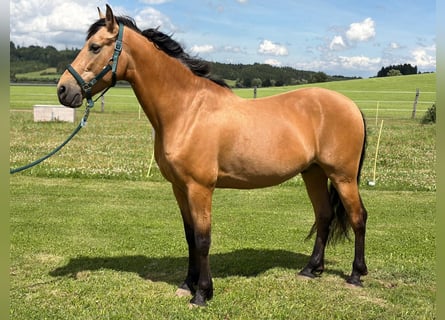 PRE Mix, Hengst, 7 Jaar, 164 cm, Falbe