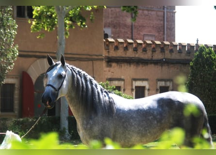 PRE Mix, Hengst, 7 Jaar, 166 cm, Appelschimmel