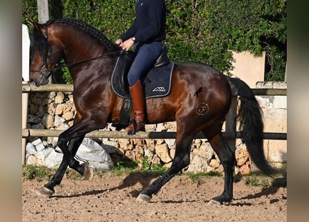 PRE Mix, Hengst, 7 Jaar, 166 cm, Bruin