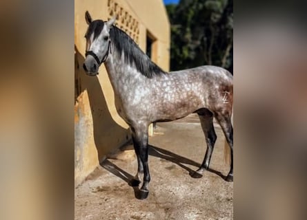 PRE Mix, Hengst, 7 Jaar, 167 cm, Appelschimmel