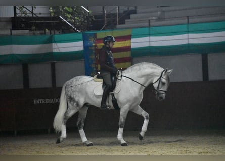 PRE, Hengst, 7 Jaar, 167 cm, Schimmel