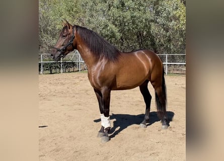 PRE Mix, Hengst, 7 Jaar, 168 cm, Roodbruin