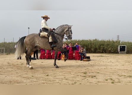 PRE Mix, Hengst, 7 Jaar, 169 cm, Schimmel