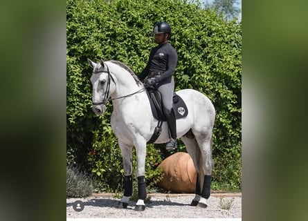 PRE Mix, Hengst, 7 Jaar, 170 cm, Schimmel