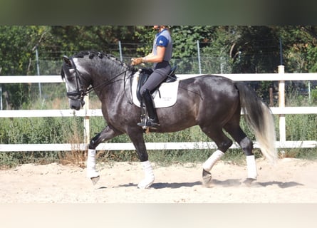 PRE Mix, Hengst, 7 Jaar, 170 cm, Schimmel