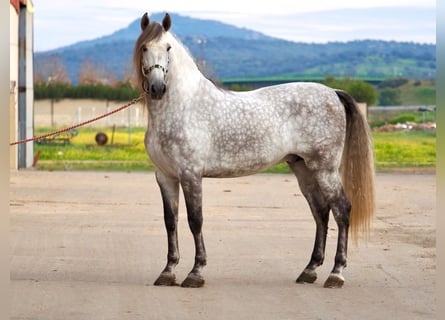 PRE Mix, Hengst, 7 Jaar, 172 cm, Schimmel