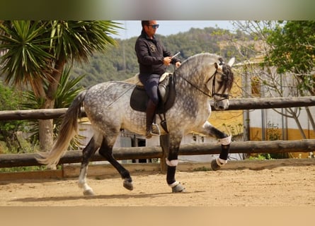 PRE, Hengst, 7 Jaar, 173 cm, Schimmel