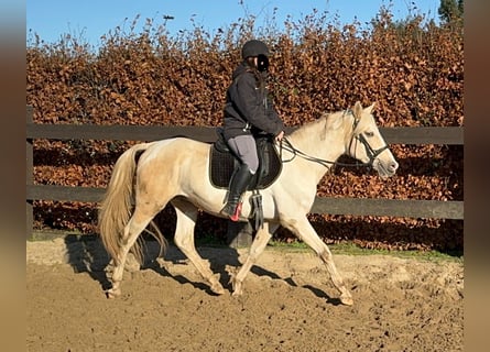 PRE Mix, Hengst, 7 Jahre, 155 cm, Palomino