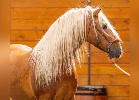 PRE Mix, Hengst, 7 Jahre, 160 cm, Palomino