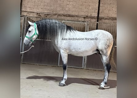 PRE Mix, Hengst, 7 Jahre, 160 cm, Schimmel