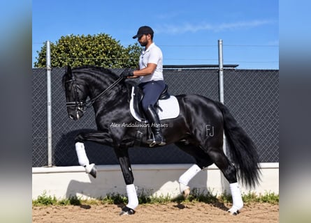 PRE Mix, Hengst, 7 Jahre, 163 cm, Rappe