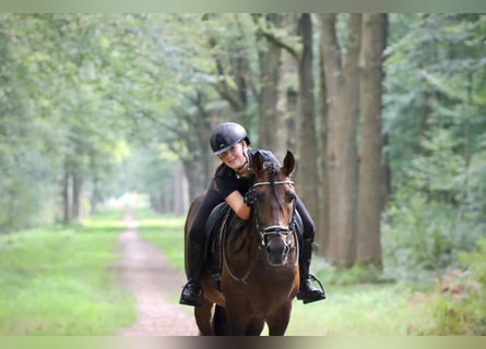 PRE Mix, Hengst, 7 Jahre, 164 cm, Brauner