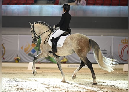 PRE, Hengst, 7 Jahre, 164 cm, Schimmel