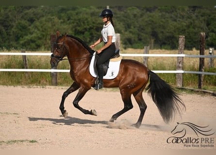 PRE Mix, Hengst, 7 Jahre, 165 cm, Brauner