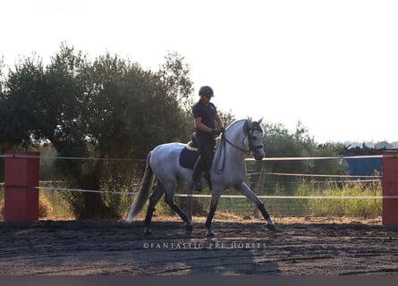 PRE Mix, Hengst, 7 Jahre, 166 cm, Schimmel