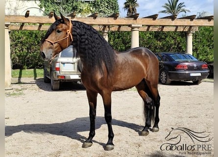 PRE, Hengst, 7 Jahre, 167 cm, Brauner