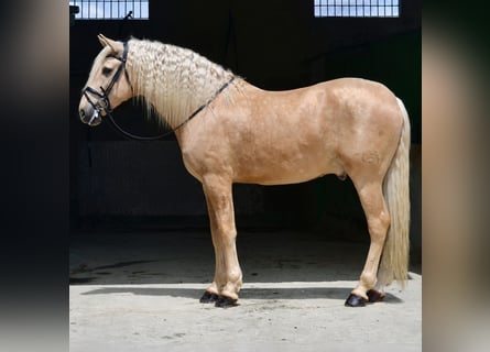 PRE Mix, Hengst, 7 Jahre, 167 cm, Pearl