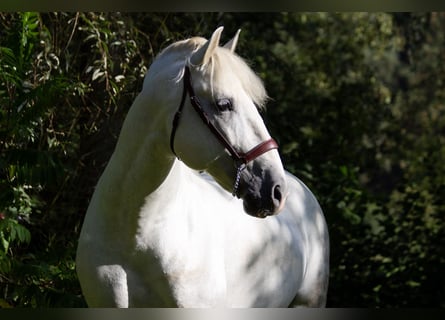 PRE, Hengst, 7 Jahre, 167 cm, Schimmel
