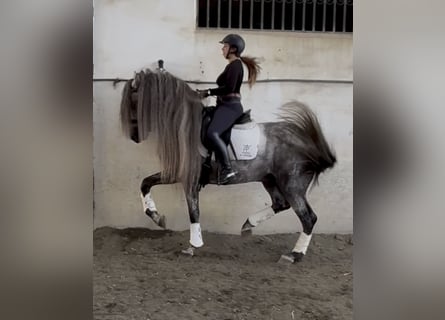 PRE Mix, Hengst, 7 Jahre, 168 cm, Apfelschimmel