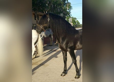 PRE, Hengst, 7 Jahre, 168 cm, Rappe