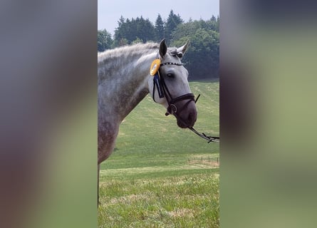 PRE, Hengst, 7 Jahre, 169 cm, Apfelschimmel